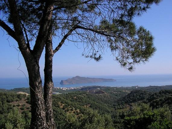 View from under the pines - Chania